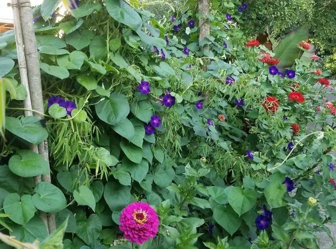 Webergarten Appartamento